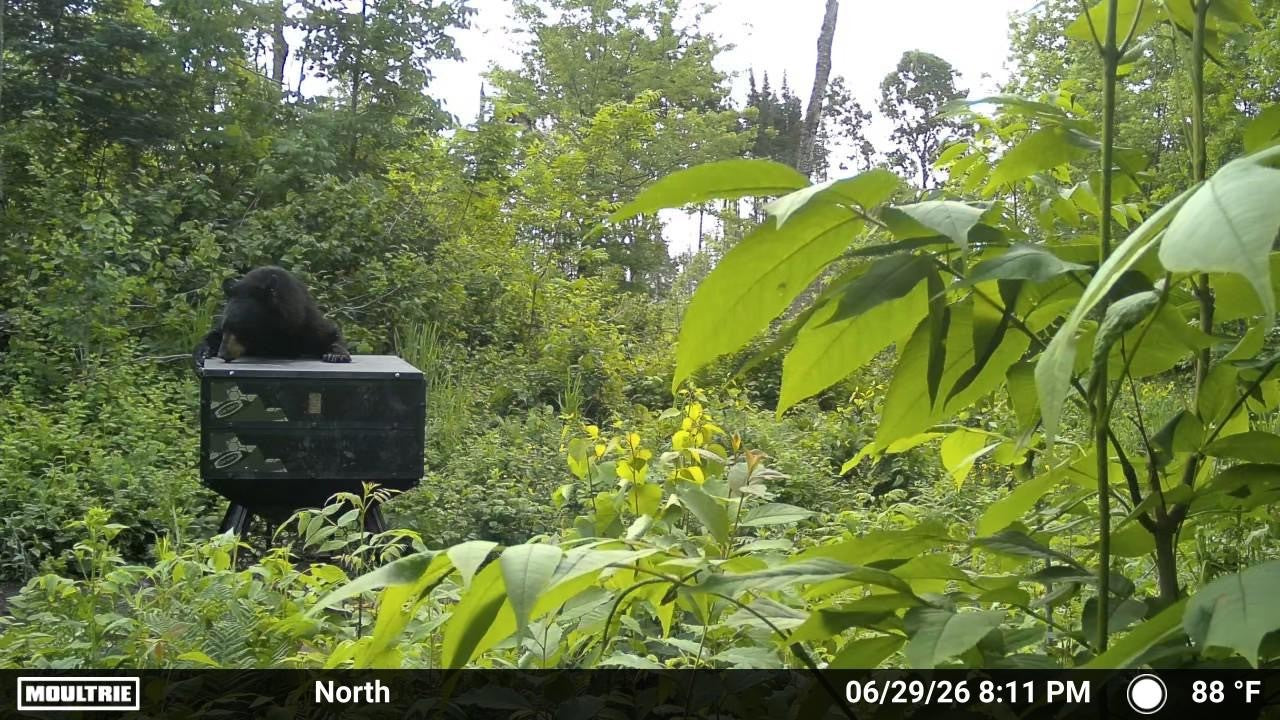 750lbs -  Orion Modular Stand and Fill Deer Feeder